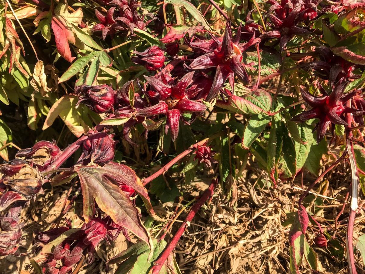 Eco Nubia Βίλα Ασουάν Εξωτερικό φωτογραφία