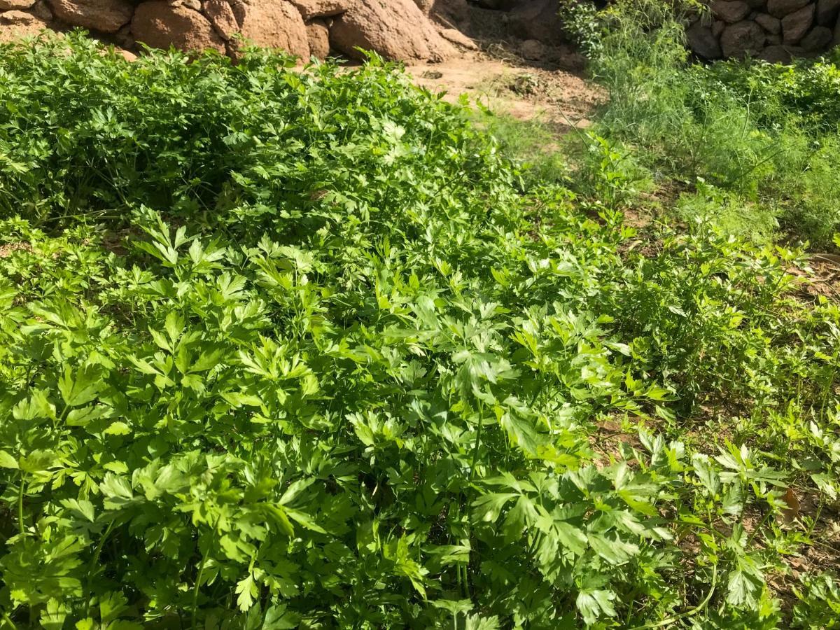 Eco Nubia Βίλα Ασουάν Εξωτερικό φωτογραφία