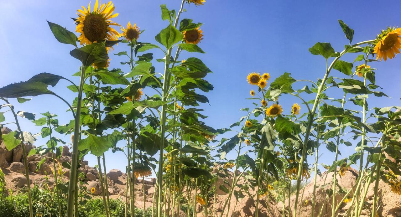 Eco Nubia Βίλα Ασουάν Εξωτερικό φωτογραφία